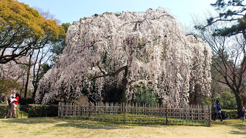 Cerejeira em Kyoto, Quioto, Japão