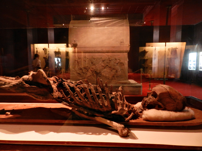 esqueleto no Istanbul Arkeoloji Müzeleri - Anasayfa