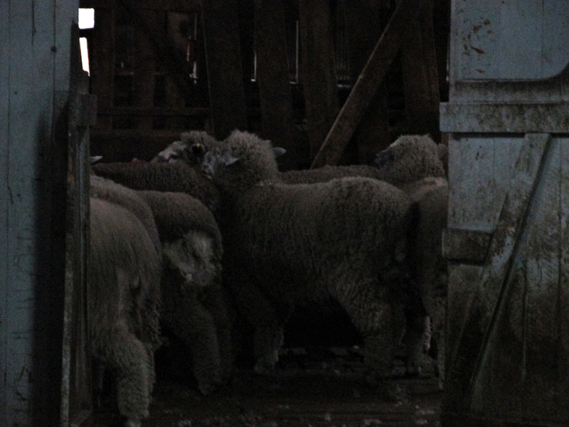 Dicas de Viagem a PUNTA ARENAS e PUERTO NATALES, Torres del Paine, esquila de ovelhas