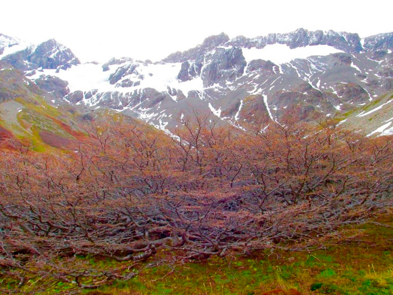 Bosque na trilha Glaciar Martial em Ushuaia na Argentina
