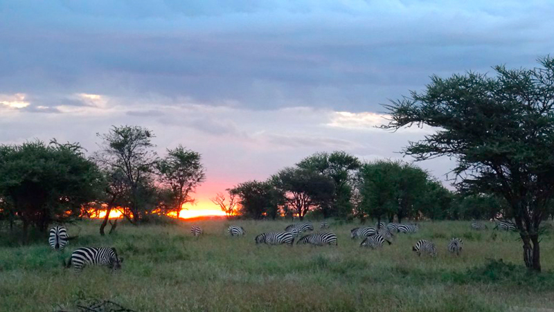 Paisagem de Serengueti na Tanzânia na África