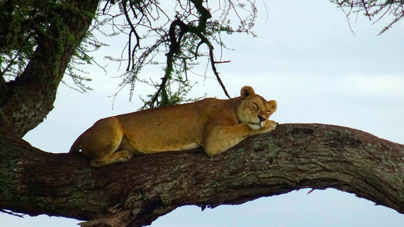 Leoa em Serengueti na Paisagem da Tanzânia na África
