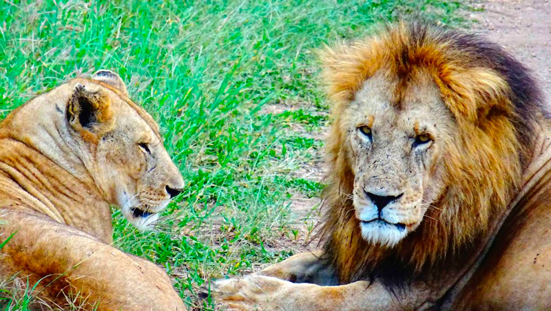 leão e leoa na Paisagem da Tanzânia na África