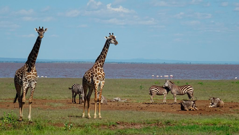 Zebras e girafas no Safari em Lake Manyara na Tanzânia
