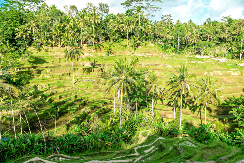Diário de Bordo: Os arrozais de Bali, Indonésia, Tegalalang