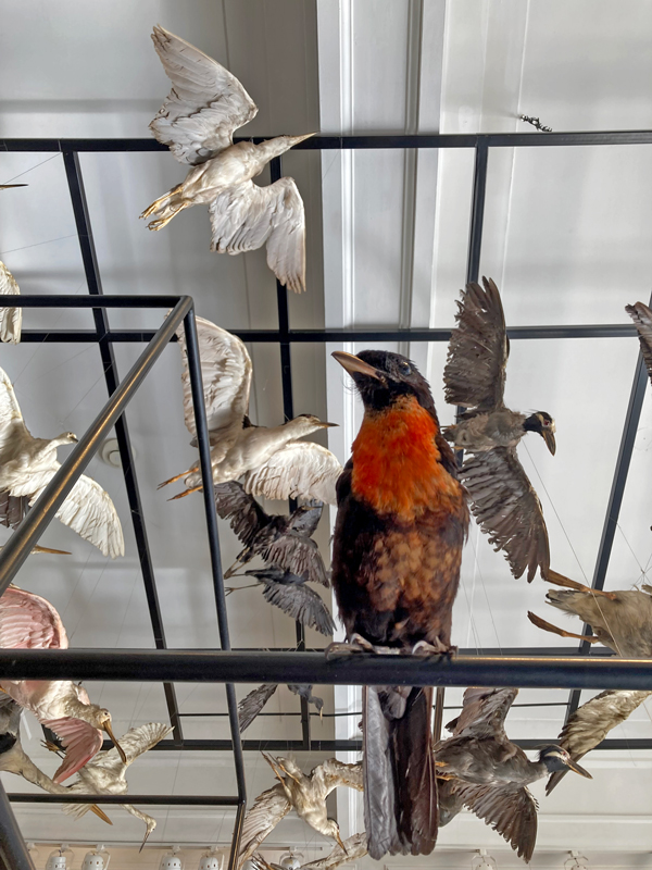 Aves empalhadas no Museu de Zoologia da USP