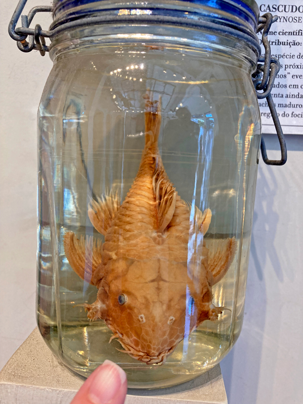 peixe em conservação do Museu de Zoologia da USP
