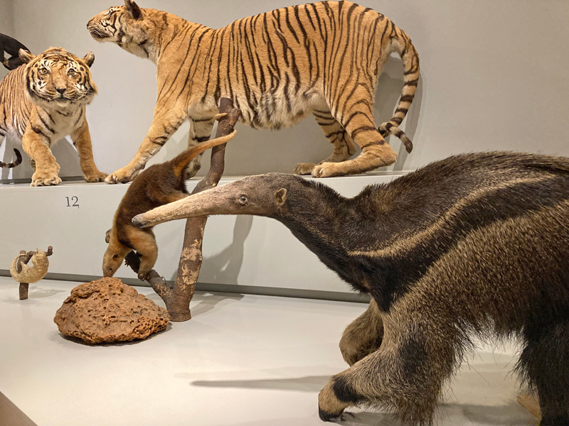 tigres e tamanduás empalhados do Museu de Zoologia da USP