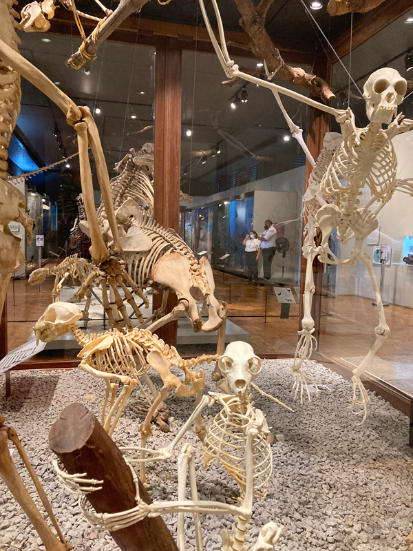Esqueletos e réplicas de esqueletos de mamíferos no Museu de Zoologia da USP
