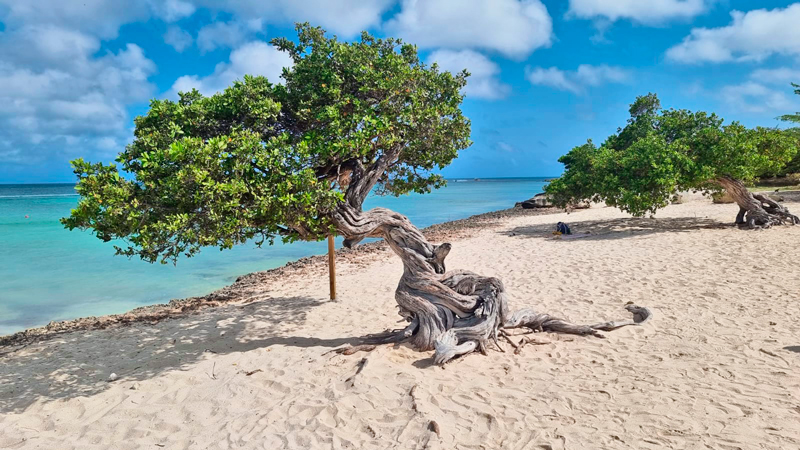As famosas divi-divi, árvores símbolo de Aruba