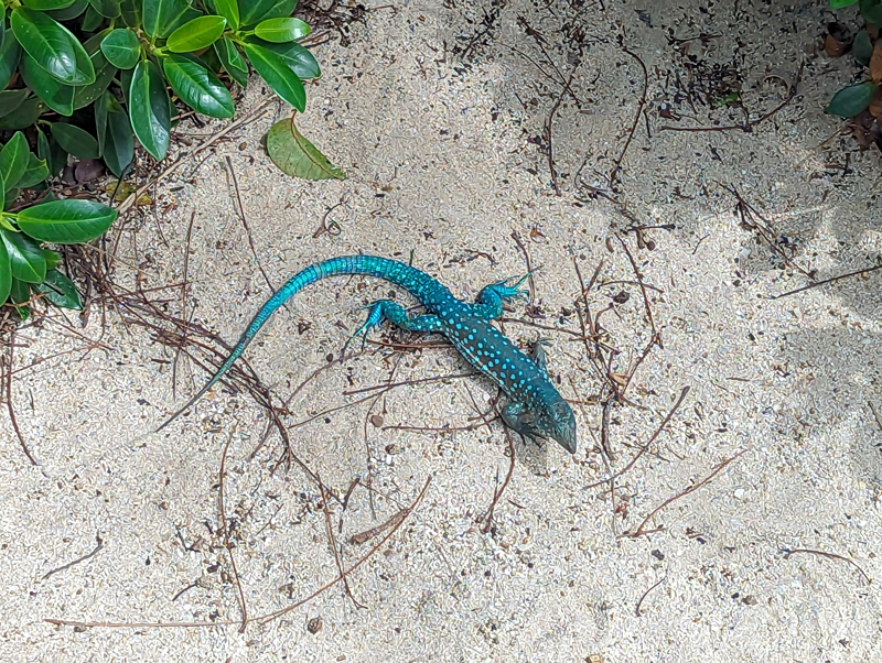 Iguana azul de Aruba